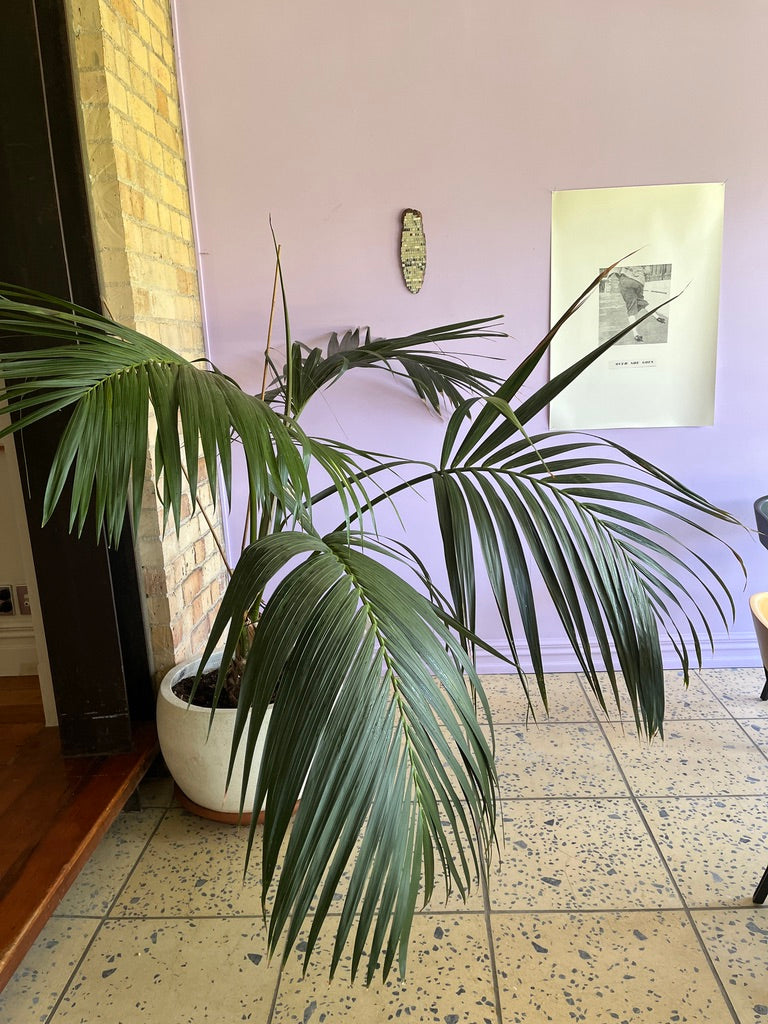 Kentia Palm 1
